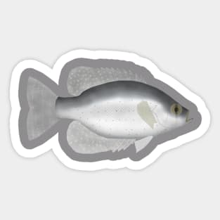 Flier Sunfish Sticker